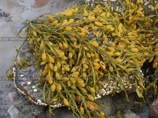 Водоросли фукусы (Fucus vesiculosus) на камнях. Белое море. Стоковое фото, фотограф Т. З. / Фотобанк Лори