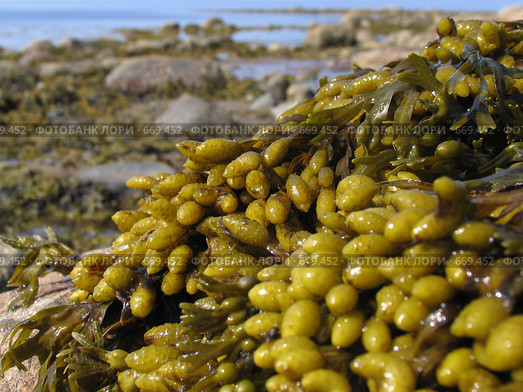 Водоросли фукусы (Fucus vesiculosus) на камнях. Белое море. Стоковое фото, фотограф Т. З. / Фотобанк Лори