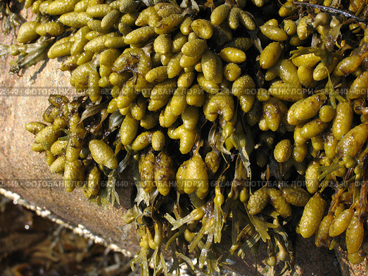 Водоросли фукусы (Fucus vesiculosus) на камнях. Белое море. Стоковое фото, фотограф Т. З. / Фотобанк Лори