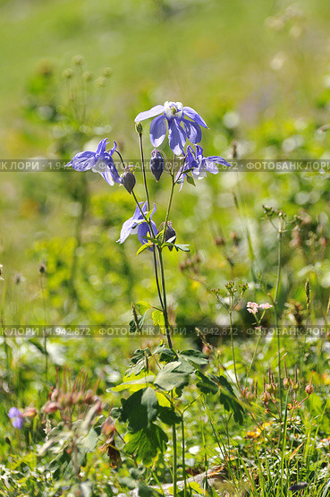 Водосбор альпийский, Aquilegia alpina. Стоковое фото, фотограф Игорь Архипов / Фотобанк Лори