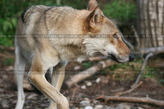 Волк (Canis Lupus) Стоковое фото, фотограф Щеголева Ольга / Фотобанк Лори