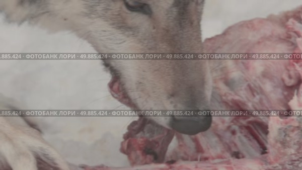 Волк серый, животное грызёт мясо, звери разрывают добычу, Canis lupus. Стоковое видео, видеограф Дмитрий Якубович / Фотобанк Лори