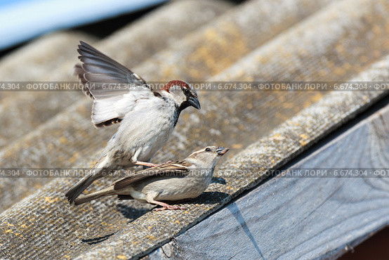 Воробей домовый, Passer domesticus, House Sparrow. Стоковое фото, фотограф Василий Вишневский / Фотобанк Лори