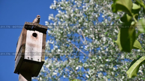 Воробей кормит самку, которая высиживает яйца в скворечнике. A sparrow feeds a female who hatches eggs in a birdhouse. Стоковое видео, видеограф Владимир Литвинов / Фотобанк Лори