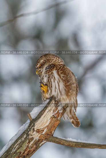 Воробьиный сыч (Glaucidium passerinum) Стоковое фото, фотограф Вячеслав Орос / Фотобанк Лори