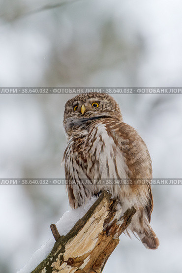 Воробьиный сыч (Glaucidium passerinum) Стоковое фото, фотограф Вячеслав Орос / Фотобанк Лори