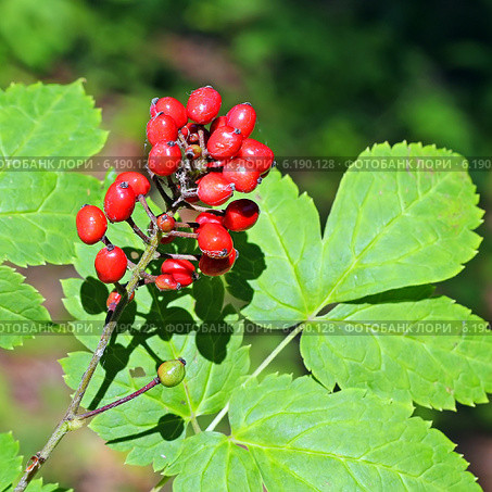 Воронец красноплодный (Actaea erythrocarpa). Дикорастущие растения Сибири. Стоковое фото, фотограф Евгений Мухортов / Фотобанк Лори