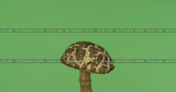 Вращение гриба-маховика. Натуральный лесной гриб. Маховик - это род съедобных трубчатых грибов семейства подберезовиковых. Выделенные на зеленом фоне. Стоковое видео, видеограф Александр Собко / Фотобанк Лори