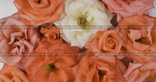 Вращение распускающихся бутонов роз. Крупный план. Цветочный фон. Rotation of the flowering buds of roses. Close-up. Стоковое видео, видеограф Александр Собко / Фотобанк Лори