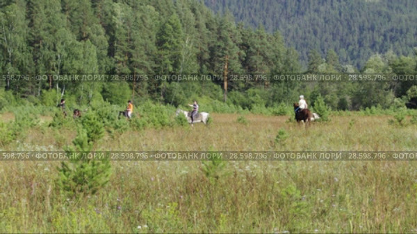 Всадники практикуют выездку лошадей в поле. Riders practice dressage horse in the field. Стоковое видео, видеограф Евгений Романов / Фотобанк Лори