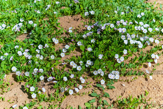 Вьюнок полевой (лат. Convolvulus arvensis) Стоковое фото, фотограф Зобков Юрий / Фотобанк Лори
