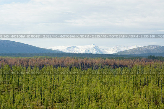 Выгоревший участок тайги на фоне снежных гор, БАМ. Стоковое фото, фотограф Владимир Горощенко / Фотобанк Лори