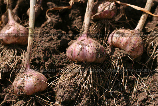 Выкопанный озимый чеснок сохнет на грядке (Allium sativum) Стоковое фото, фотограф Щеголева Ольга / Фотобанк Лори