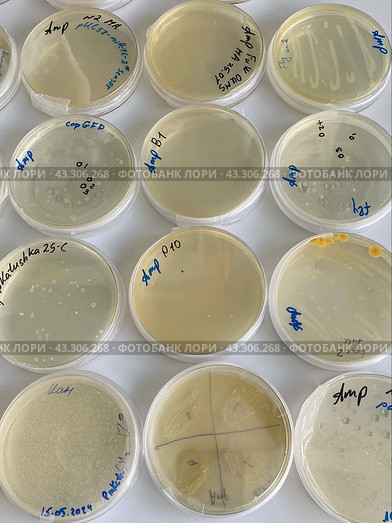 Выращивание и тестирование колоний генномодифицированных бактерий Escherichia coli (кишечная палочка) на питательной среде на чашках Петри. Стоковое фото, фотограф Alex / Фотобанк Лори