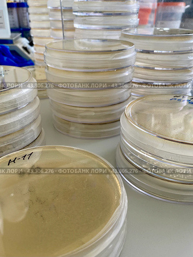 Выращивание и тестирование колоний генномодифицированных бактерий Escherichia coli (кишечная палочка) на питательной среде на чашках Петри. Стоковое фото, фотограф Alex / Фотобанк Лори