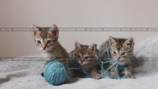 Взгляд симпатичных, маленьких котят которые играют клубком ниток на светлом фоне. Стоковое видео, видеограф Останина Екатерина / Фотобанк Лори