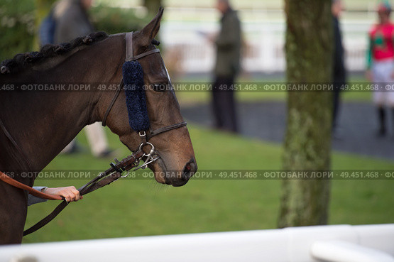 walking bay thoroughbred horse before race. Paris, France. Стоковое фото, агентство Ingram Publishing / Фотобанк Лори