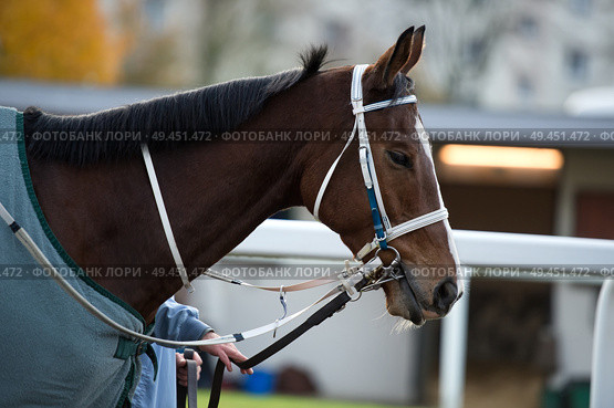 walking bay thoroughbred horse before race. Paris, France. Стоковое фото, агентство Ingram Publishing / Фотобанк Лори