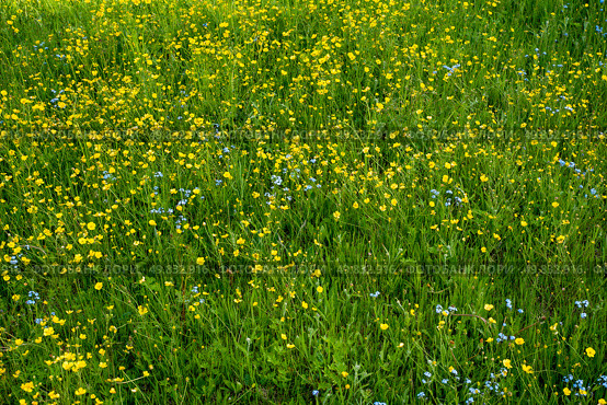 Wallpaper background blooming meadow wildflowers on green grass. Стоковое фото, фотограф Алексей / Фотобанк Лори