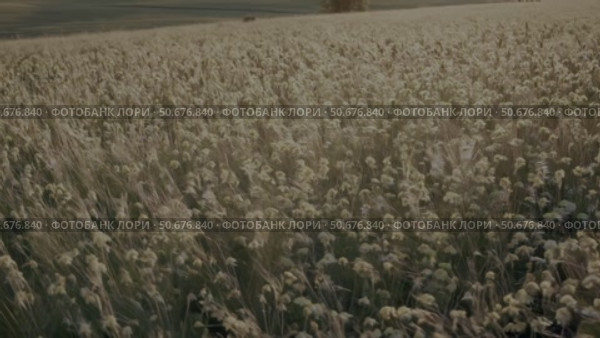 Warm sunset illuminating a vibrant blooming meadow, perfect stock footage for nature backgrounds, relaxation themes, and environmental awareness projects. Стоковое AI-видео, аниматор Башкирова Анна / Фотобанк Лори