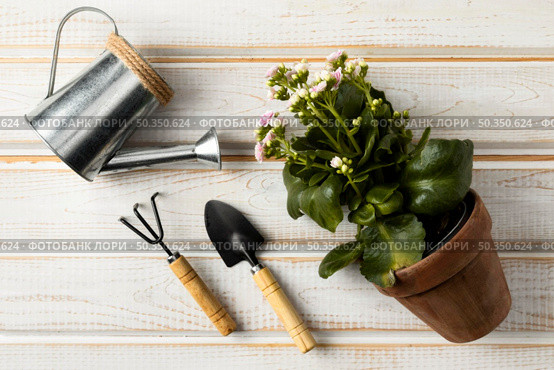 watering can flower pot. Стоковое фото, агентство Ingram Publishing / Фотобанк Лори