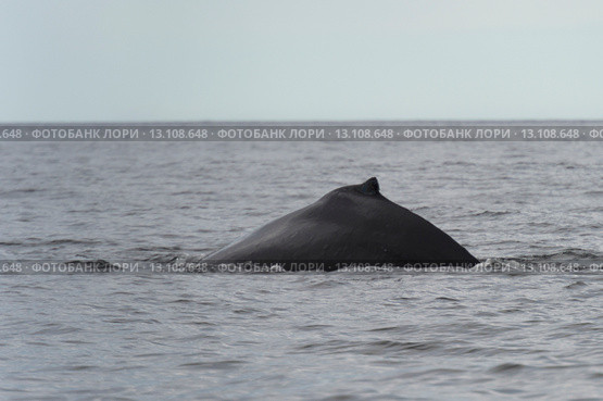 Whale surfacing in the Pacific Ocean, Skeena-Queen Charlotte Regional District, Haida Gwaii, Graham Island, British Columbia, Canada. Стоковое фото, фотограф Keith Levit / Ingram Publishing / Фотобанк Лори