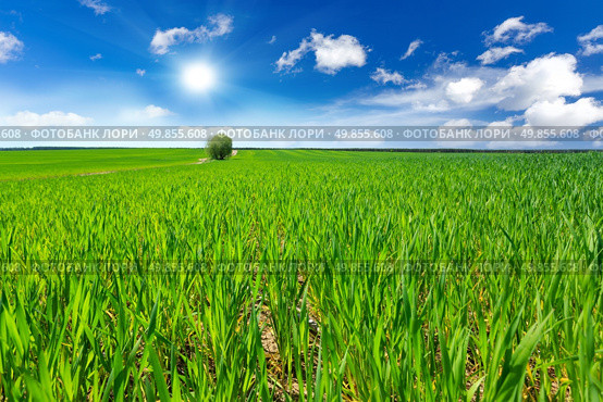 Wheat field. Стоковое фото, агентство Ingram Publishing / Фотобанк Лори