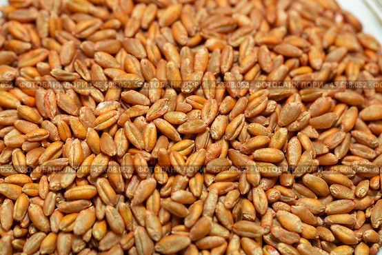 Wheat seeds, cereal seeds with red seed dressing or seed treatment. Стоковое фото, фотограф Ольга Сейфутдинова / Фотобанк Лори