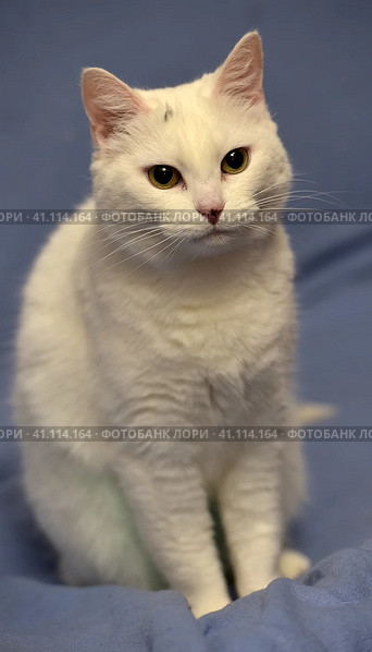 White albino cat. Стоковое фото, фотограф Анна Кривицкая / Фотобанк Лори