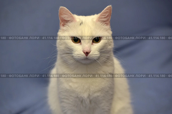 White albino cat. Стоковое фото, фотограф Анна Кривицкая / Фотобанк Лори