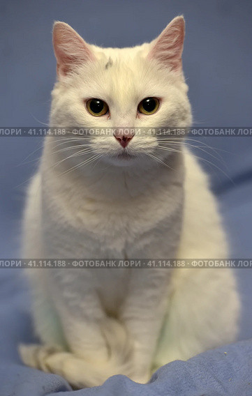 White albino cat. Стоковое фото, фотограф Анна Кривицкая / Фотобанк Лори