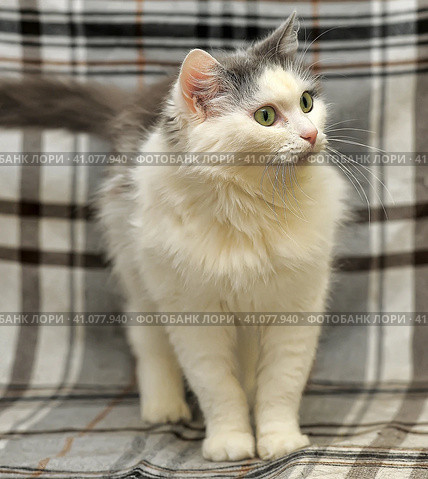 White and gray cat. Стоковое фото, фотограф Анна Кривицкая / Фотобанк Лори