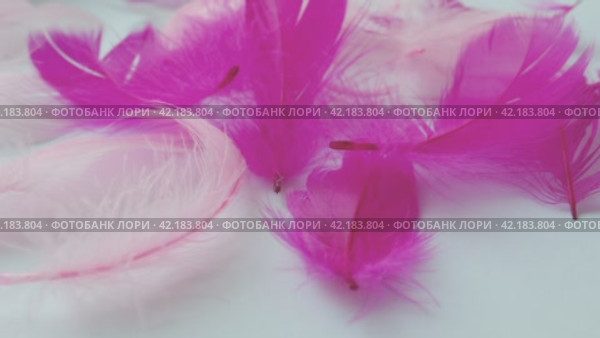 White and pink feathers sway in the wind. Soft touch. Lightness of feathers. Tenderness. Feathers are epidermal growths that form a distinctive outer covering, or plumage, avian bird and dinosaurs. Стоковое видео, видеограф Юлия Петровская / Фотобанк Лори