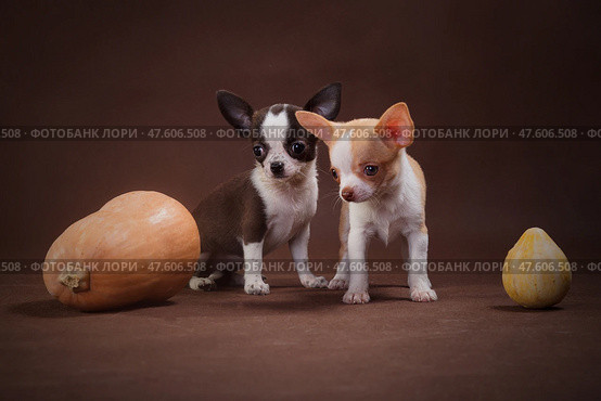White and White-Brown Chihuahua Puppies with Pumpkins. Стоковое фото, фотограф Екатерина Горохова / Фотобанк Лори