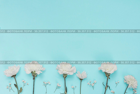 white carnation flowers blue table. Стоковое фото, агентство Ingram Publishing / Фотобанк Лори