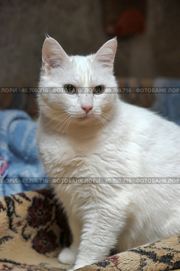 White cat. Стоковое фото, фотограф Анна Кривицкая / Фотобанк Лори