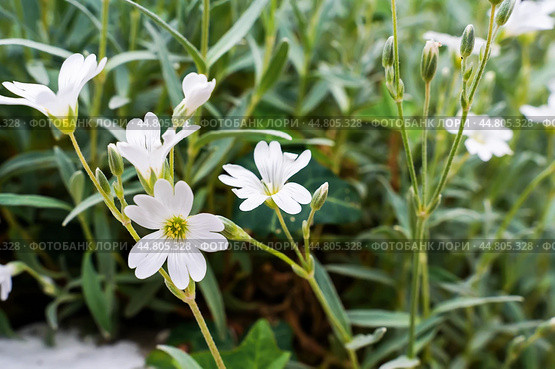 White flowers of Stellaria holostea closeup. Stellaria holostea, the addersmeat or greater stitchwort, is a perennial herbaceous flowering plant in the carnation family Caryophyllaceae. Стоковое фото, фотограф Оксана Медведева / Фотобанк Лори