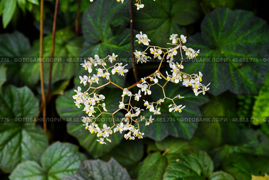 White flowers with yellow centers of Begonia convolvulacea and large green leaves create a natural floral background. Perfect for botanical and garden themes. Стоковое фото, фотограф Татьяна Терехина / Фотобанк Лори