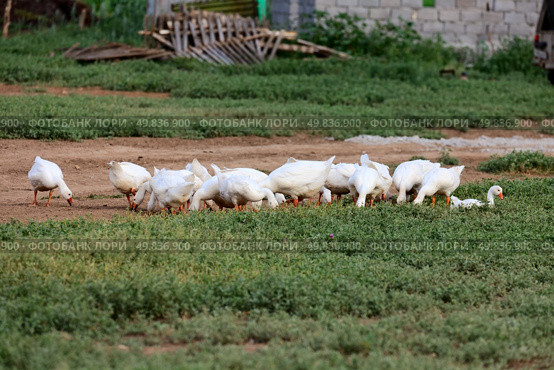 White geese on green field near a road. Стоковое фото, агентство Ingram Publishing / Фотобанк Лори