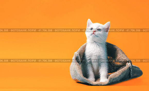 white kitten in a sack on orange background. Стоковое фото, фотограф Артем Курутин / Фотобанк Лори