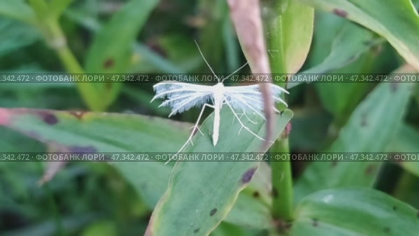 White Pterophorus (Pterophorus pentadactyla). The second name is the five-fingered fingerwing. Pterophorus is a type of butterfly that cannot fold its wings. The insect is white, thin and graceful. Стоковое видео, видеограф Andrew_Swarga / Фотобанк Лори