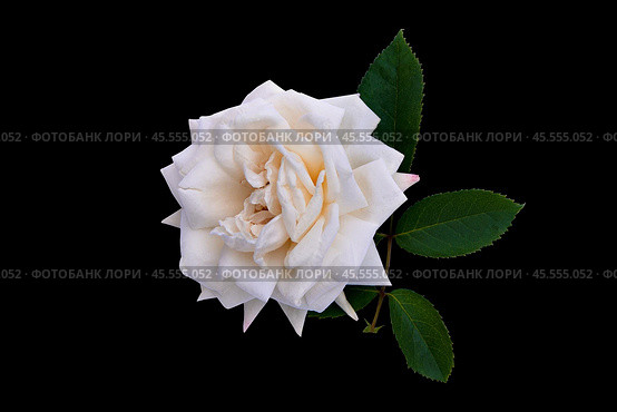 White rose with dew drops on isolated black background with green leaves. Стоковое фото, фотограф Жанна Гапанович / Фотобанк Лори