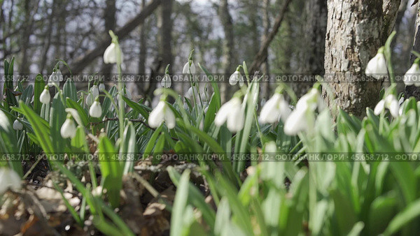 White snowdrops in the early spring in the forest. Beautiful footage of galanthus commonly known as snowdrop. HLG BT.2020. Стоковое фото, фотограф svetograph / Фотобанк Лори