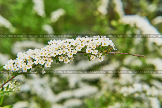 White spirea flowers in bloom on a spring day. Стоковое фото, фотограф Ирина Кононова / Фотобанк Лори
