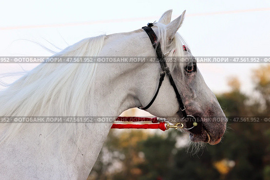 White sport horse portrait on autumn sky background. Белая спортивная лошадь на фоне осеннего неба и деревьев. Стоковое фото, фотограф Михаил Кондрашов / Фотобанк Лори