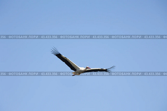 White stork - Ciconia ciconia - white and black bird is flying in the sky. Стоковое фото, фотограф Константин Шишкин / Фотобанк Лори