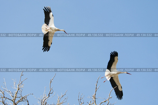 White Stork Flying. Стоковое фото, агентство Ingram Publishing / Фотобанк Лори