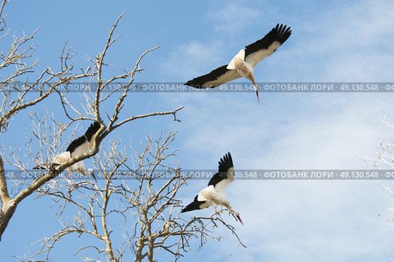White Stork Flying. Стоковое фото, агентство Ingram Publishing / Фотобанк Лори