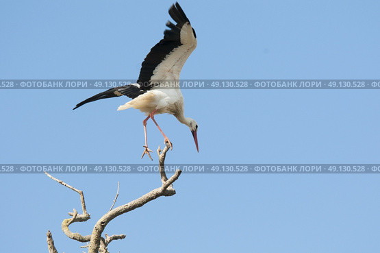 White Stork Perching On A Tree. Стоковое фото, агентство Ingram Publishing / Фотобанк Лори