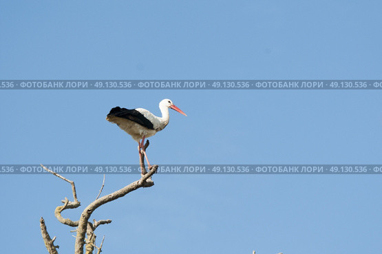 White Stork Perching On A Tree. Стоковое фото, агентство Ingram Publishing / Фотобанк Лори